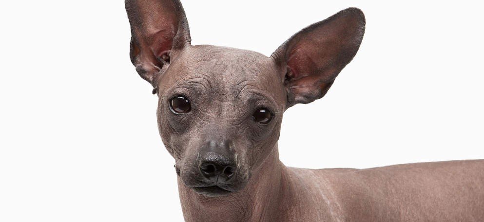 Razas de perros originadas en México Perro Xoloitzcuintle Raza mexicana