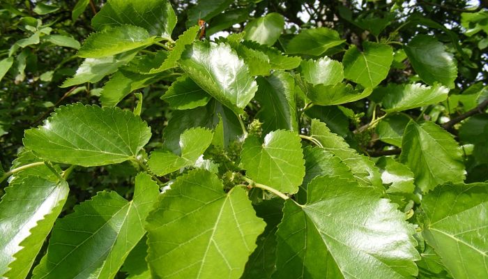 arboles en torreon