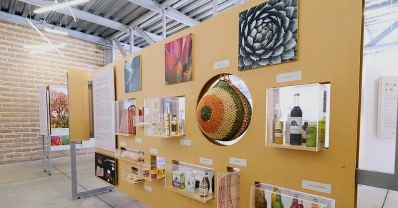 Exposiciones en Guadalajara  durante noviembre: ​​Las plantas mexicanas: historia natural y cultural a través del Agave Museo