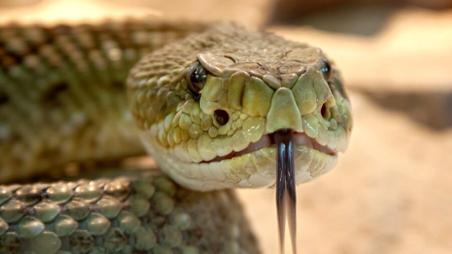 snake