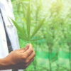 Aceite de cannabis Aceite de CBD Aceite medicinal